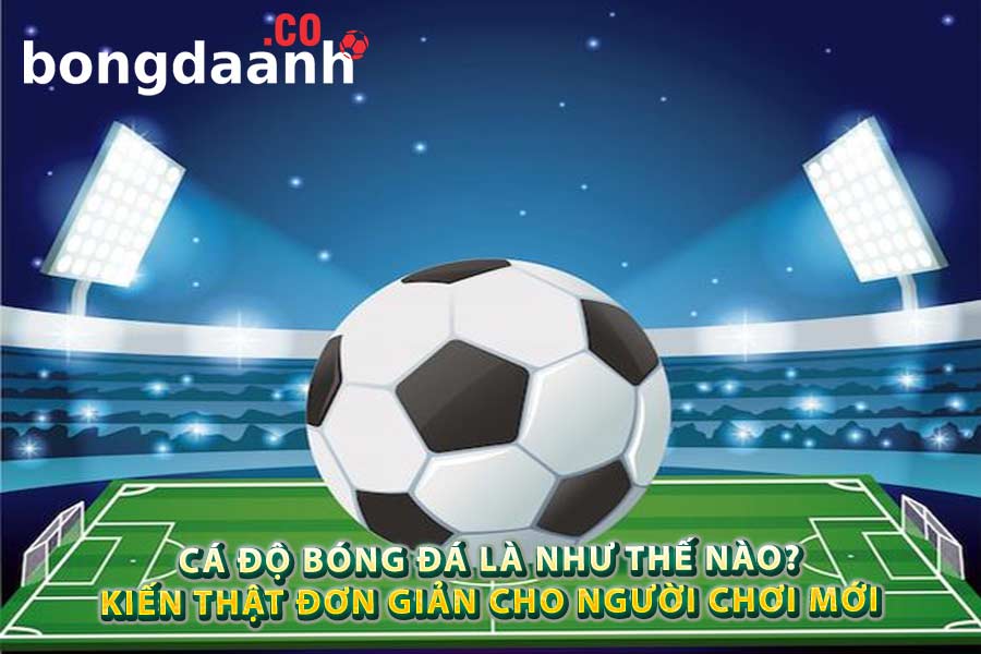 Tham gia cá độ bóng đá 33win trên điện thoại di động